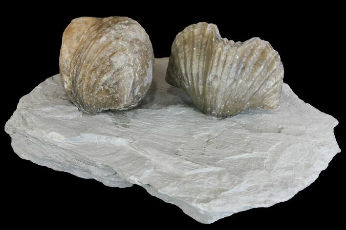Multiple Fossil Brachiopod (Platystrophia) Plate - Kentucky #136614